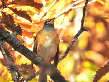 Sun, 10/18/2020 Birding report at Senjogahara Marshland