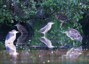 Black-crowned Night Heron 栃木県 Sun, 9/13/2020