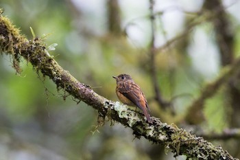 Ferruginous Flycatcher 阿里山国家森林遊楽区 Mon, 7/18/2016