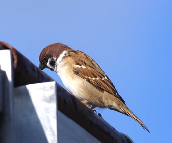 Eurasian Tree Sparrow Unknown Spots Unknown Date