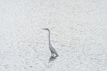 ダイサギ 矢橋帰帆島 (滋賀県草津市) 2020年9月20日(日)