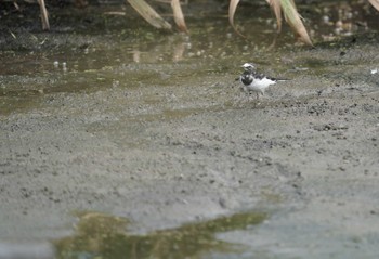 セグロセキレイ 矢橋帰帆島 (滋賀県草津市) 2020年9月20日(日)