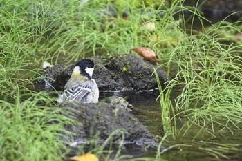 シジュウカラ 野川 2020年10月3日(土)