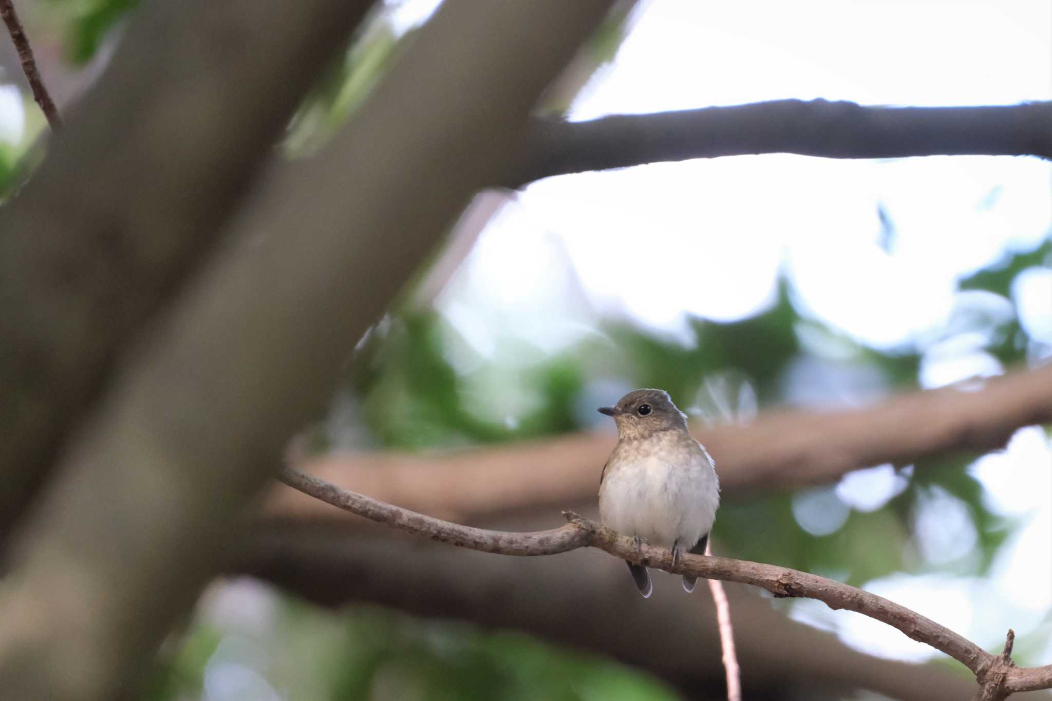 Narcissus Flycatcher