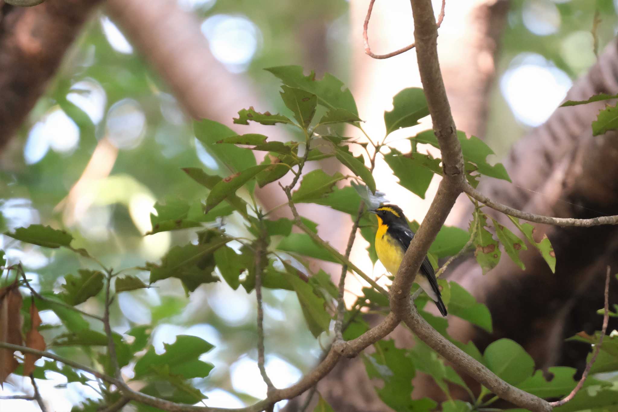 Narcissus Flycatcher