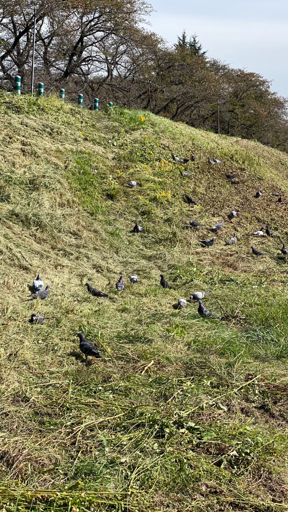 浅川 (八王子) カワラバトの写真