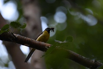 キセキレイ 長野県 2016年8月6日(土)