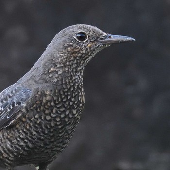 Blue Rock Thrush Mishima Island Sun, 10/18/2020