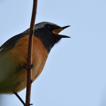 Daurian Redstart Mishima Island Sun, 10/18/2020