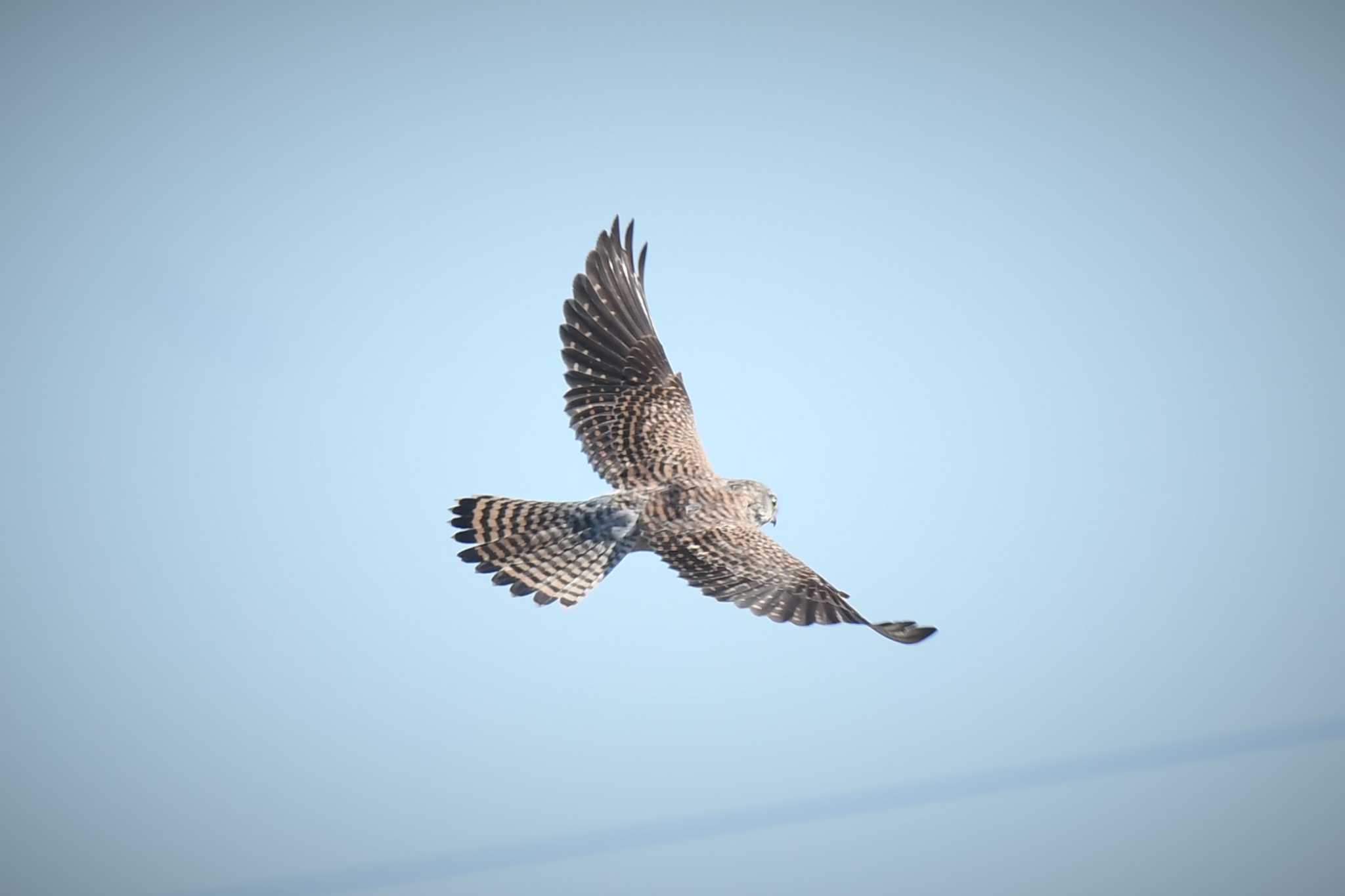 愛媛県新居浜市 チョウゲンボウの写真