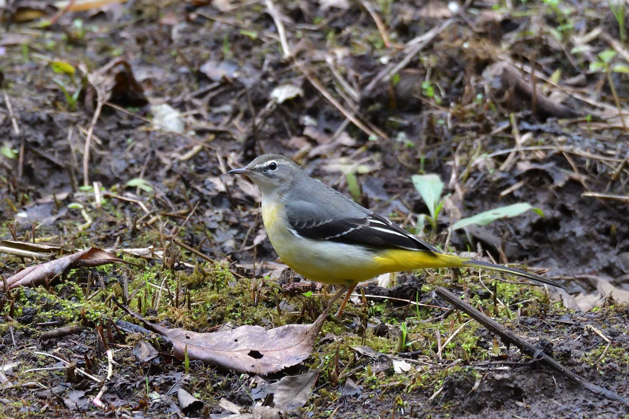 座間谷戸山公園 キセキレイの写真 by Tosh@Bird