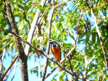 Daurian Redstart 稲佐山公園 Tue, 10/20/2020