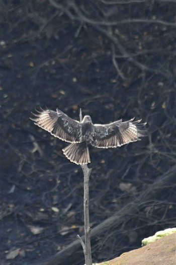 Sun, 10/18/2020 Birding report at 若山ダム(石川県珠洲市)