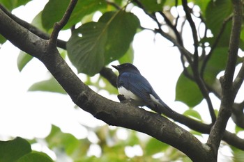 2020年9月27日(日) 砧公園の野鳥観察記録