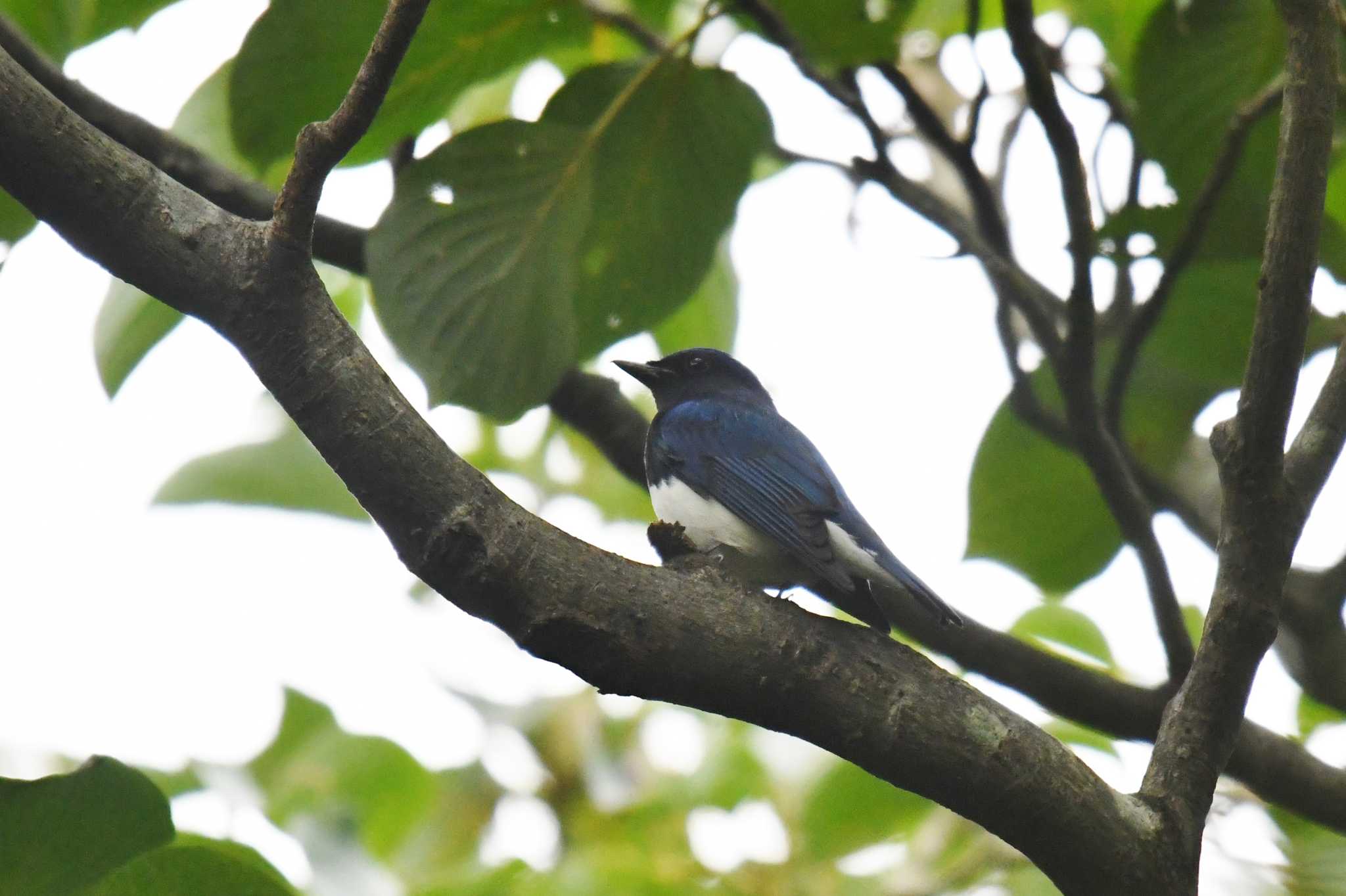 Blue-and-white Flycatcher