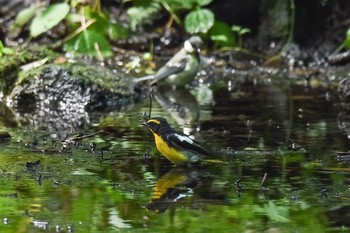 キビタキ 山梨県 2016年8月6日(土)