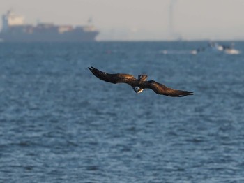 2020年10月20日(火) 葛西臨海公園の野鳥観察記録