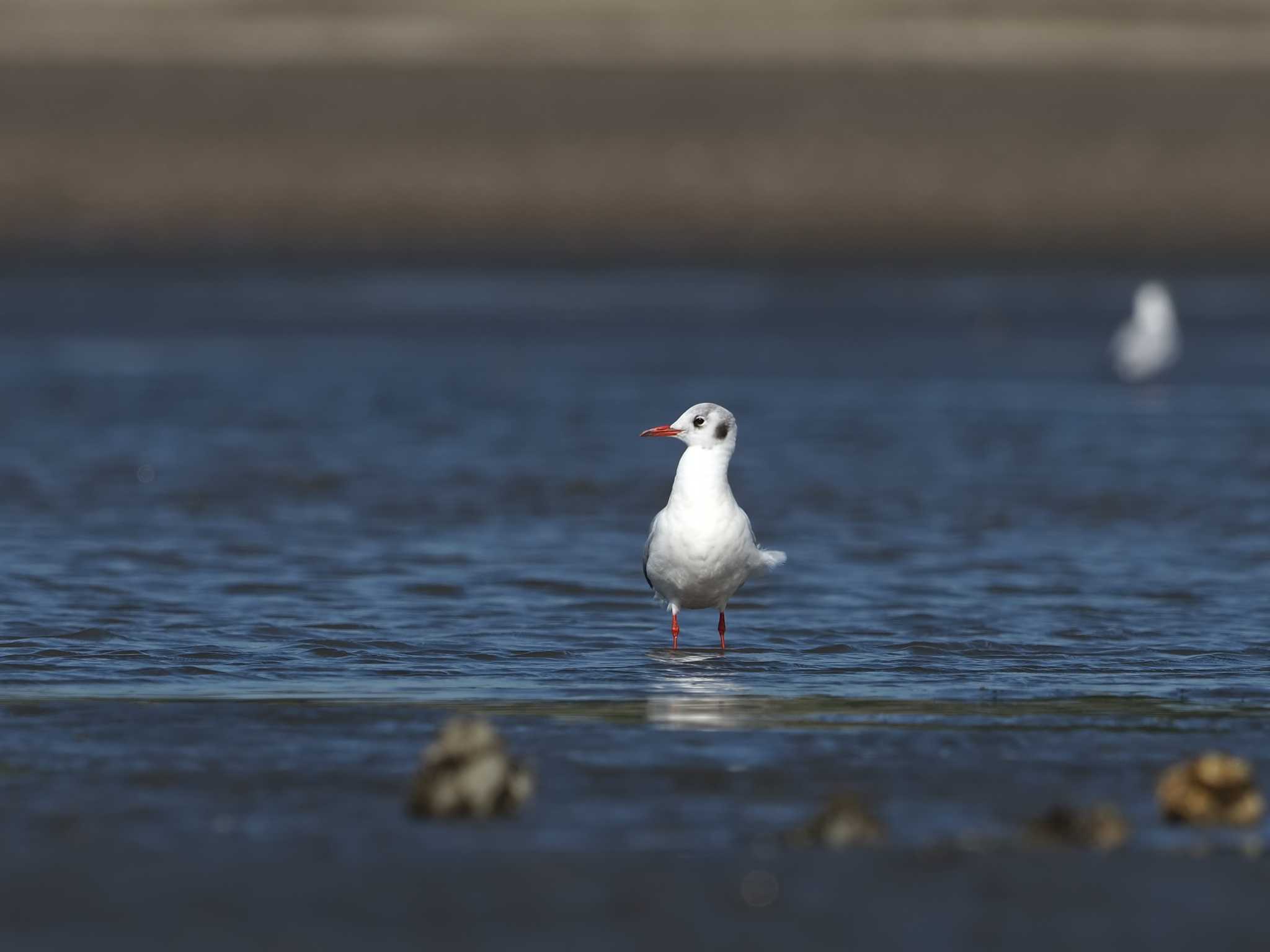 ユリカモメ