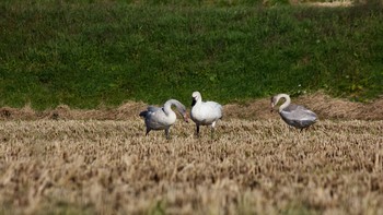 Tundra Swan(columbianus) 長野県（南信） Tue, 10/20/2020