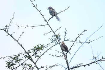 2016年8月10日(水) 戦場ヶ原の野鳥観察記録