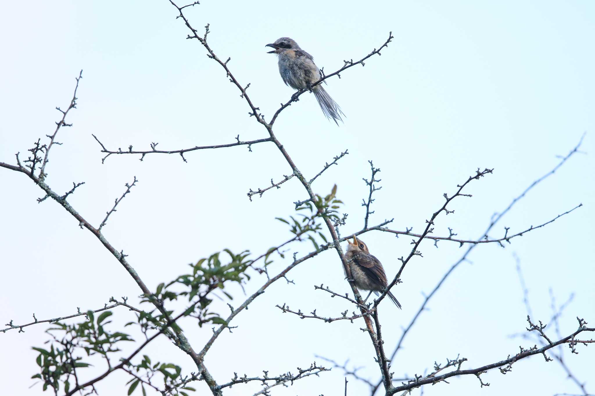 高原モズとその幼鳥