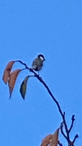 2020年10月21日(水) 浅川 (八王子)の野鳥観察記録