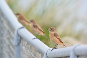 Amur Stonechat 堺浜 Wed, 10/21/2020