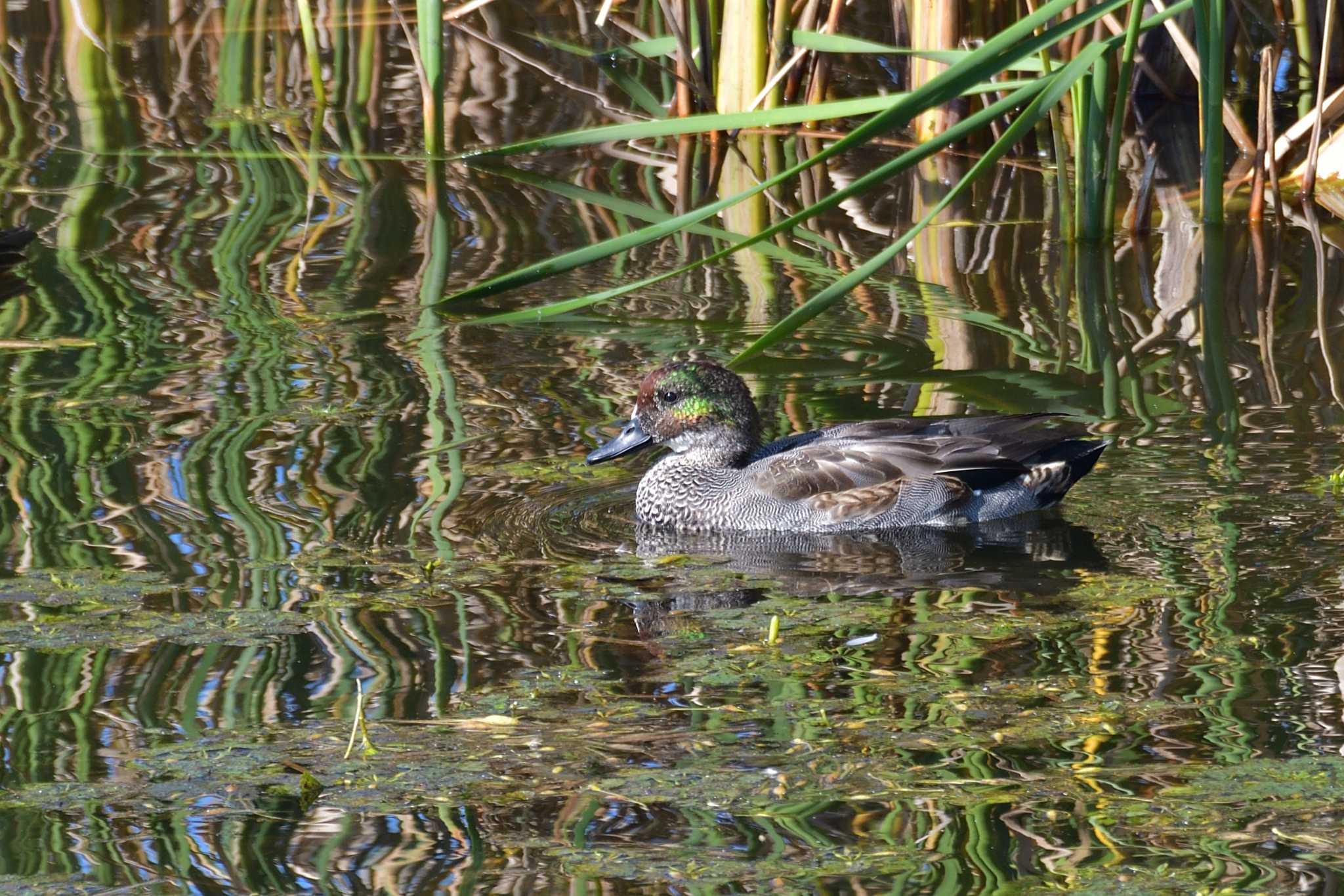 神奈川県藤沢市 ヨシガモの写真 by Tosh@Bird