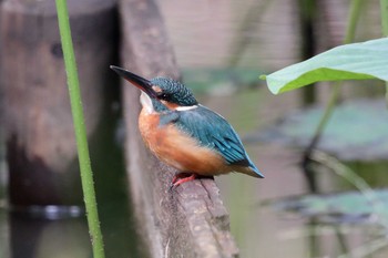 Common Kingfisher 町田市 Wed, 10/21/2020