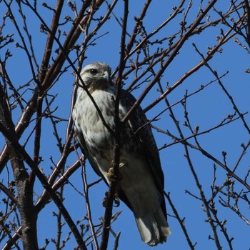 Eastern Buzzard Mishima Island Sat, 10/17/2020