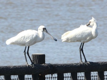 Black-faced Spoonbill Daijugarami Higashiyoka Coast Sun, 10/18/2020