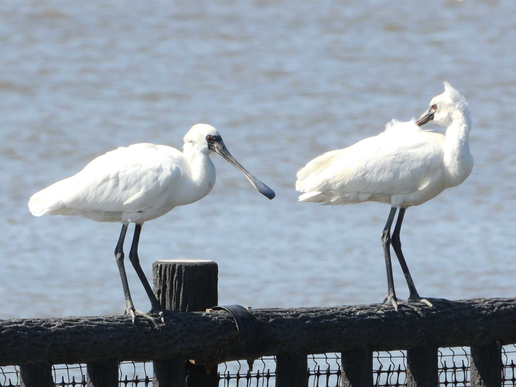 Photo of Black-faced Spoonbill at Daijugarami Higashiyoka Coast by 禽好き