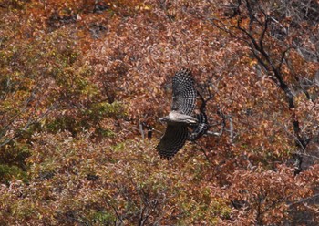 Mountain Hawk-Eagle 妙義山 Sun, 11/16/2014