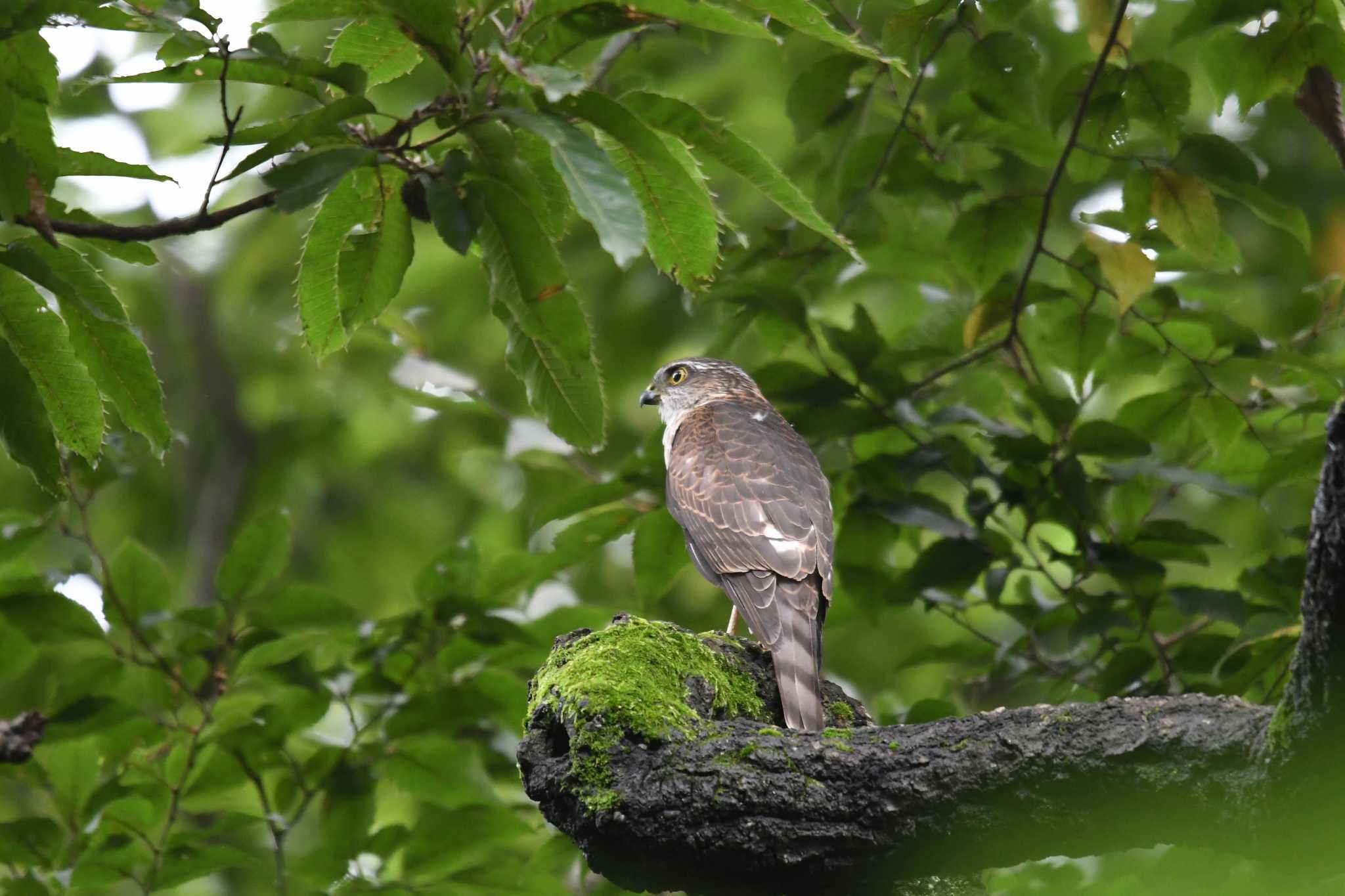 Japanese Sparrowhawk