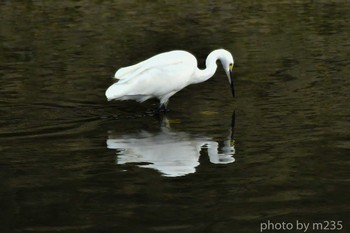 Little Egret 大内遊水地 Tue, 9/29/2020