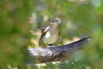 キビタキ 聚楽園公園 2020年10月20日(火)