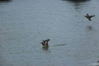 Eurasian Teal 甲子園浜(兵庫県西宮市) Tue, 9/22/2020