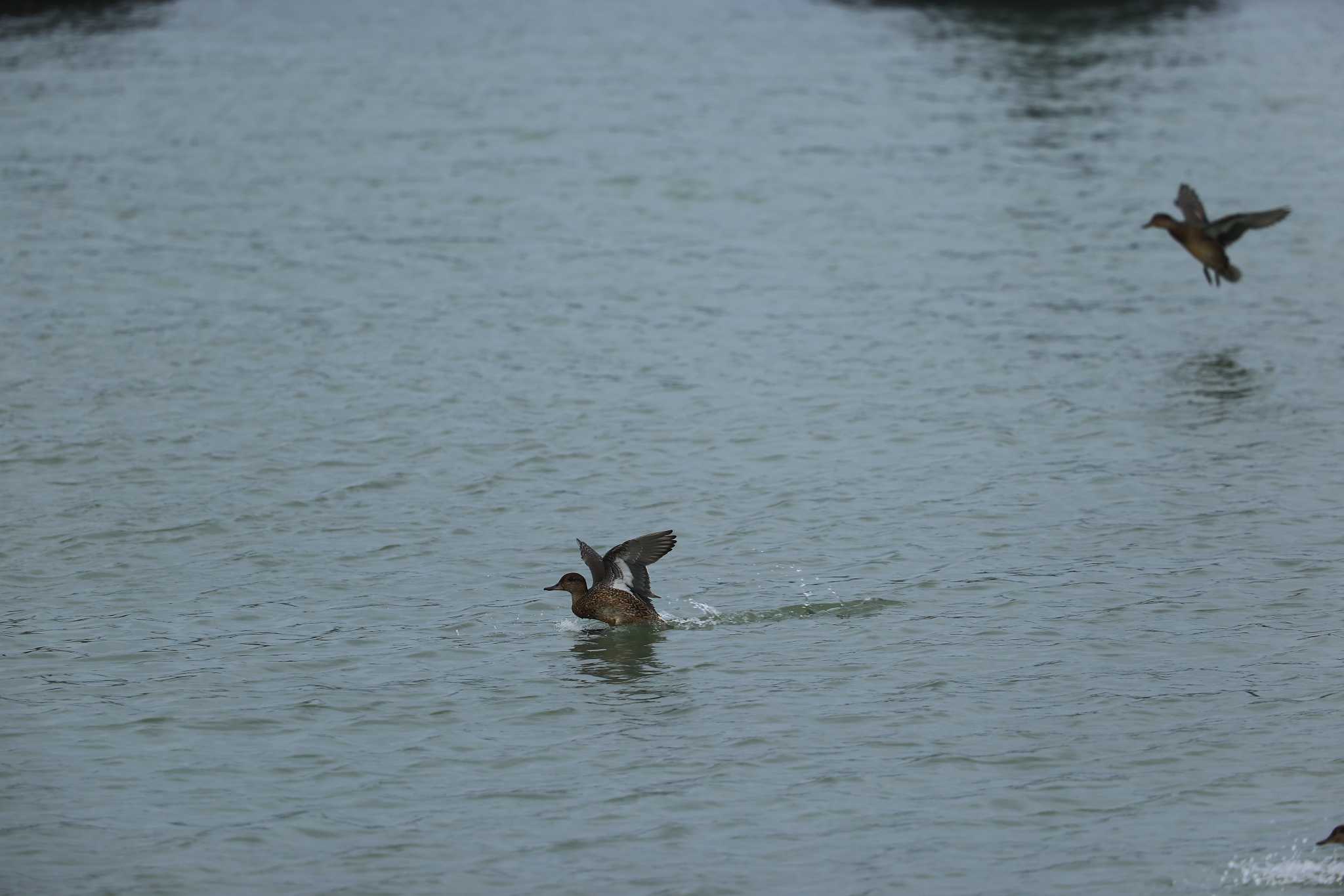 Photo of Eurasian Teal at 甲子園浜(兵庫県西宮市) by yossan1969