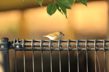 Asian Brown Flycatcher 甲子園浜(兵庫県西宮市) Sun, 10/18/2020