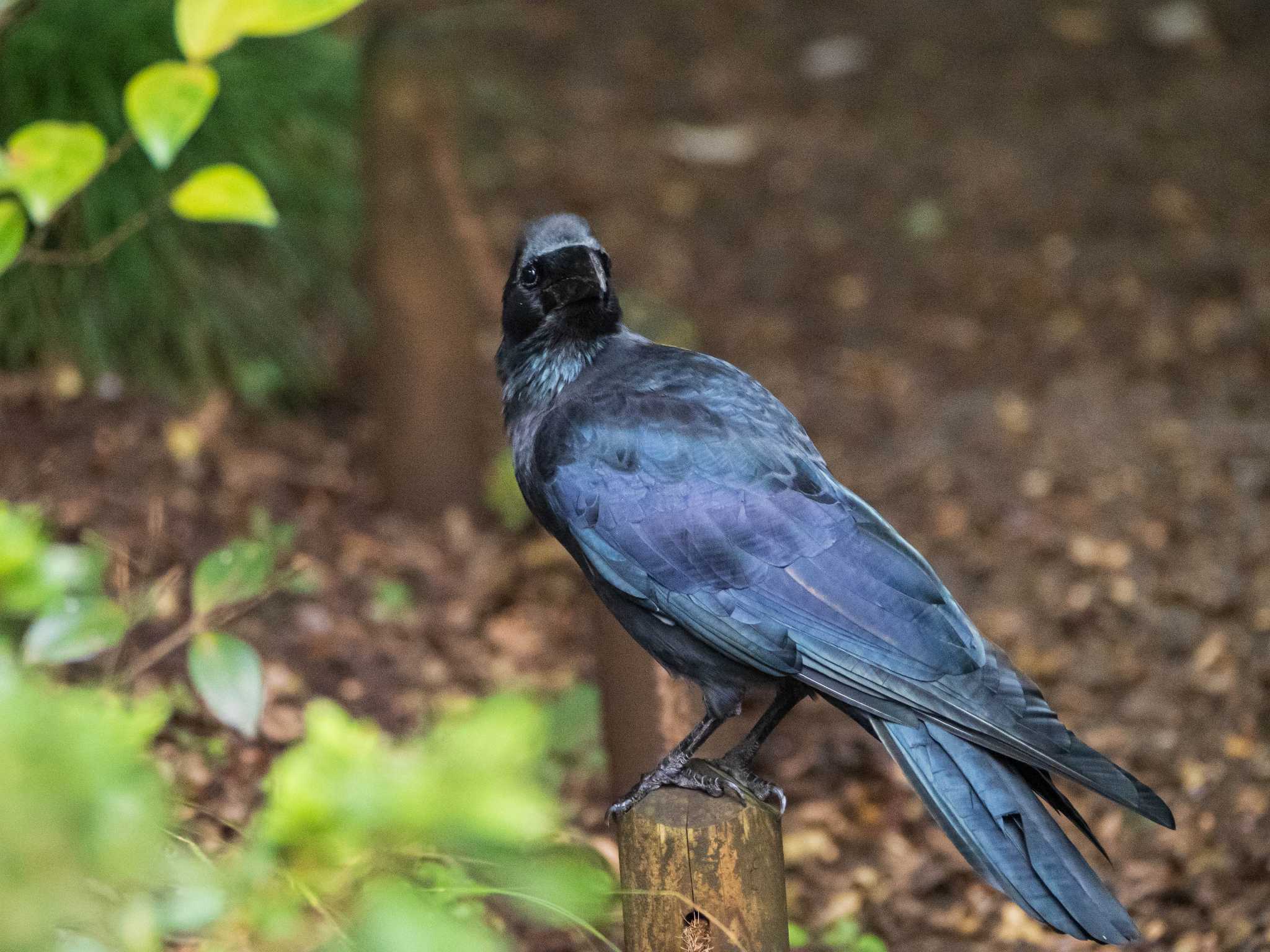 六義園 ハシブトガラスの写真