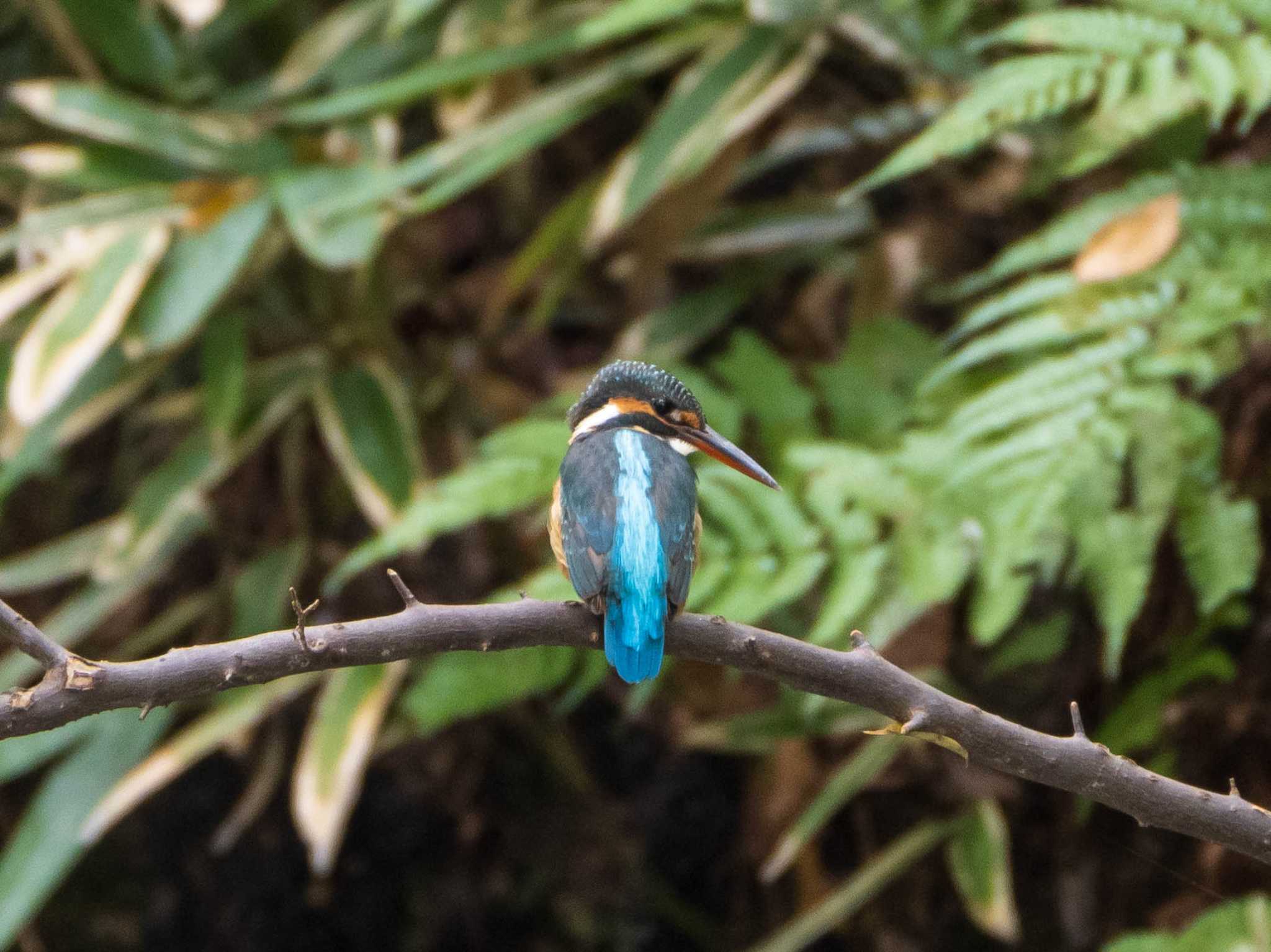 六義園 カワセミの写真