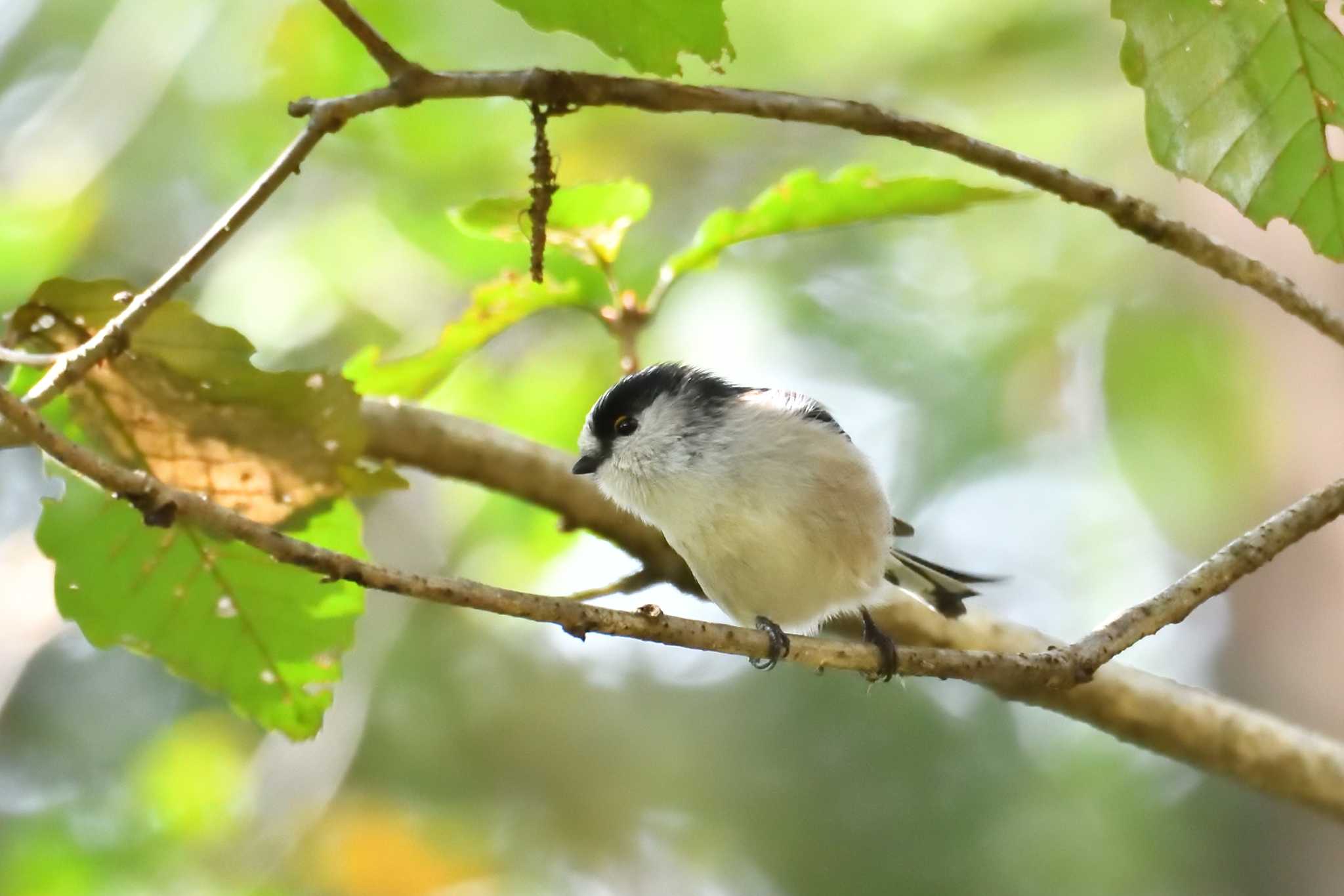 座間谷戸山公園 エナガの写真 by Tosh@Bird