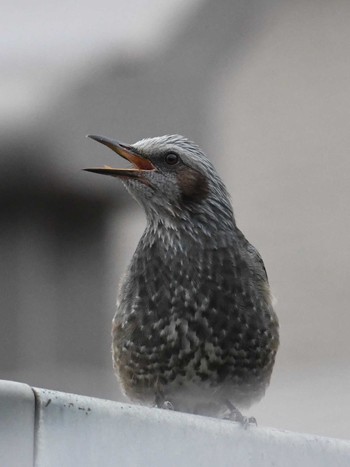 Thu, 10/22/2020 Birding report at 愛知県知多市