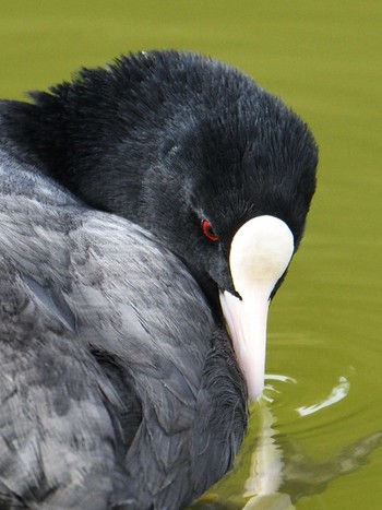 オオバン 旭公園 2020年1月1日(水)