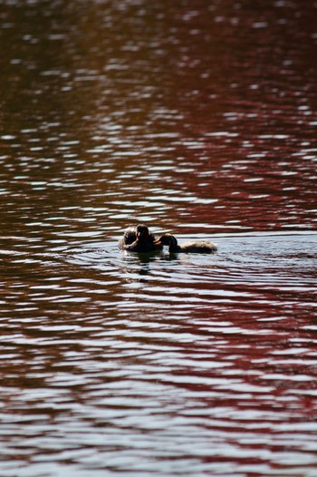 Little Grebe 長野県（南信） Wed, 10/21/2020