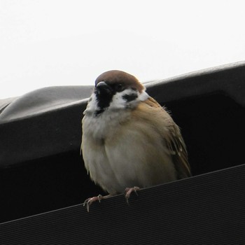 Eurasian Tree Sparrow 愛知県知多市 Thu, 10/22/2020