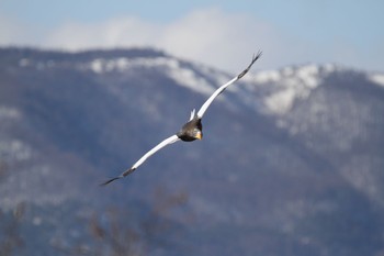 Steller's Sea Eagle Suwako Lake Fri, 2/6/2015