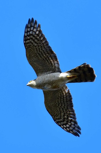 Eurasian Sparrowhawk 旭公園 Fri, 1/11/2019