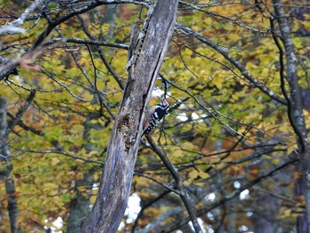 White-backed Woodpecker Senjogahara Marshland Thu, 10/15/2020