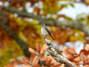 Dark-sided Flycatcher Senjogahara Marshland Thu, 10/15/2020